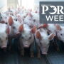 Pork Week 8