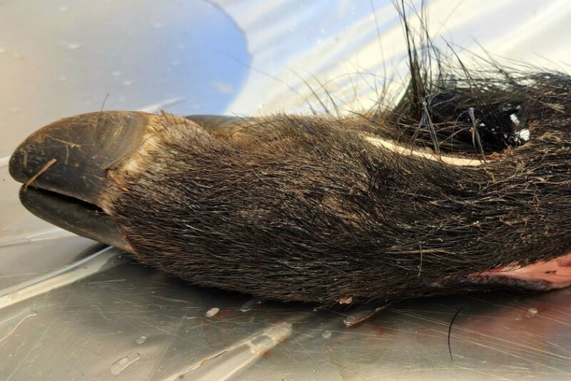 Wild Boar Foot 