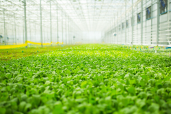 The hydroponic grower is building four high-tech farms in locations throughout the country to expand its reach and ramp up revenue by 2025. 