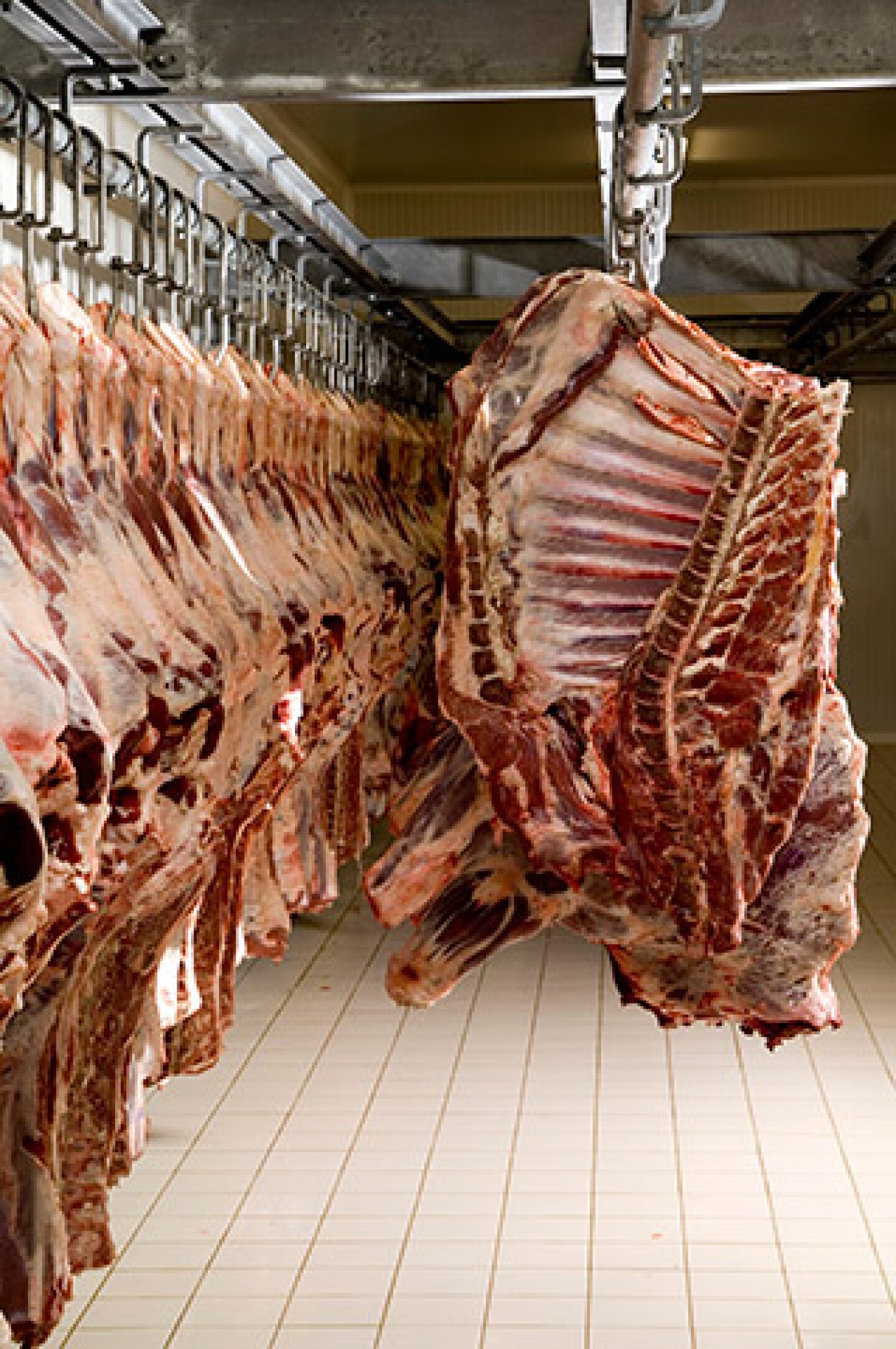 Beef_carcasses