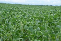 Dicamba damage