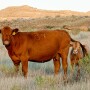 Cow-calf on western range