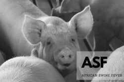African Swine Fever