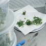 Quillaja saponaria tree "in vitro" allows Botanical Solutions Inc. researchers to extract more valuable compounds with less environmental impact.