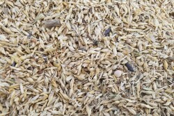 weed seeds