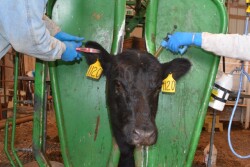 BT_Cow_Vaccinate_Tagging