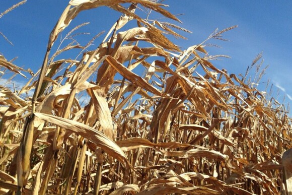 iowa-corn-harvest-2014.jpg