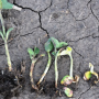 seedling_disease_sdsu_extension