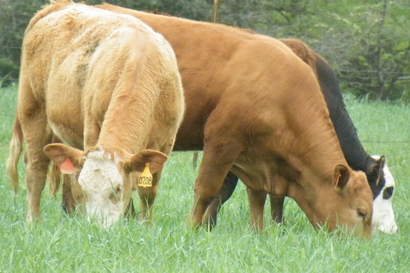 Grazing wheat pasture