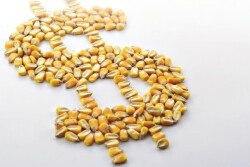 corn dollar sign