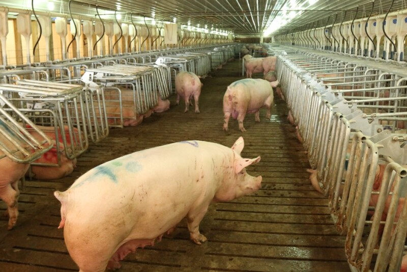 Don't settle for anything less than Hog Slat's Free Access Stall.