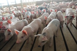 A bearish price story usually points quickly to large supplies, and that is the case for pork.