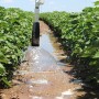 Irrigation.jpg