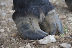 BT_Hoof_Cracks