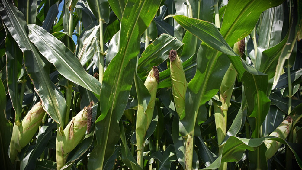 Cornfield by Lindsey Pound
