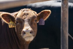 This is a ready-to-use injectable solution containing 100 mg of tulathromycin/mL, a trusted antibiotic to treat and control BRD, foot rot and pinkeye in cattle, as well as swine respiratory disease. 