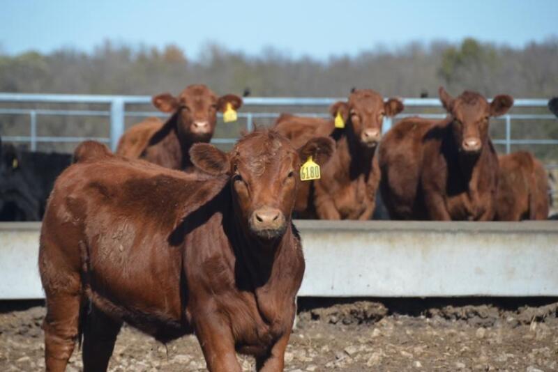 Preconditioning calves.jpg