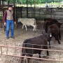 Naive calves effortlessly flow around the handler and up the chute because the BudBox makes our idea the animals’ idea.