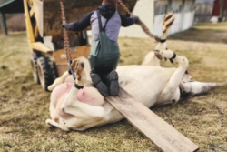 Uterine torsions occur occasionally in cattle when the uterus flips on itself right before calving. It is an emergency situation to de-torse the uterus. It is important to determine the direction of the torsion, whether it’s clockwise or counterclockwise.  