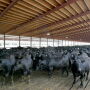 Cattle_Slated_Barn