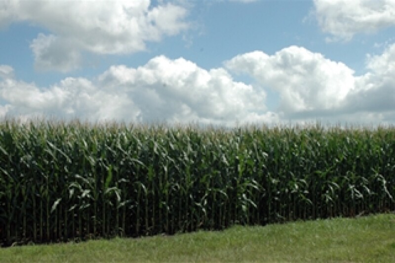 corn in the summer