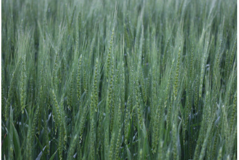 Winter Wheat
