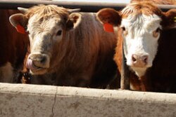Evaluate all animals purchased with a ranking system, which can help you determine how they need to be managed.  