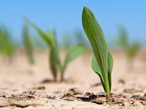 corn delta 20