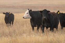 Amarillo_MM_2280.jpg