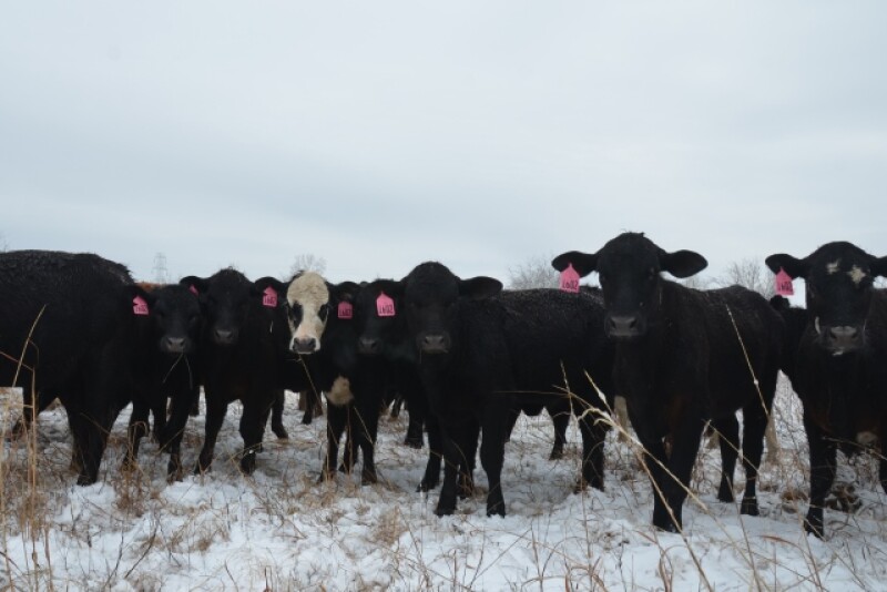 BT_Stocker_Cattle_Snow