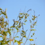 MSU researchers say the apps correctly identified anywhere from 11% to 67% of the plants they photographed, while 25% to 80% of the images were partially identified correctly.