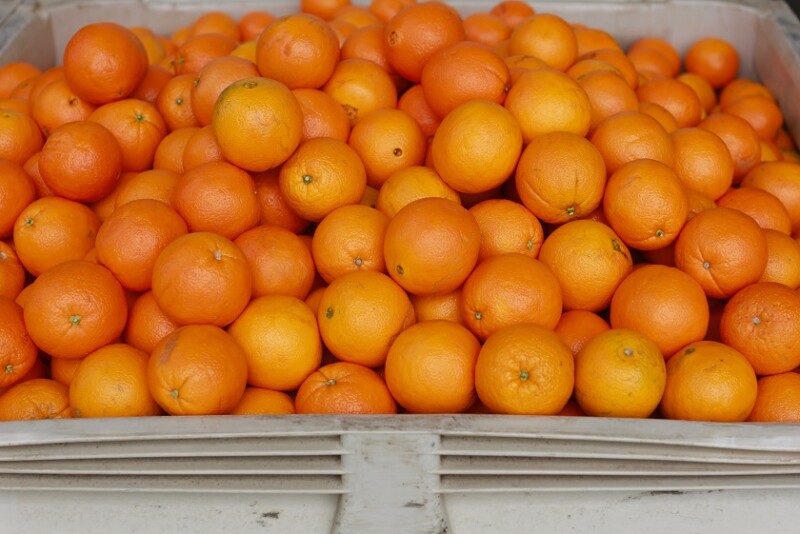 calif citrus mutual oranges
