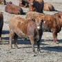 Reed feedlot steers UNL