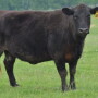 BT_Angus_Cow_Fescue