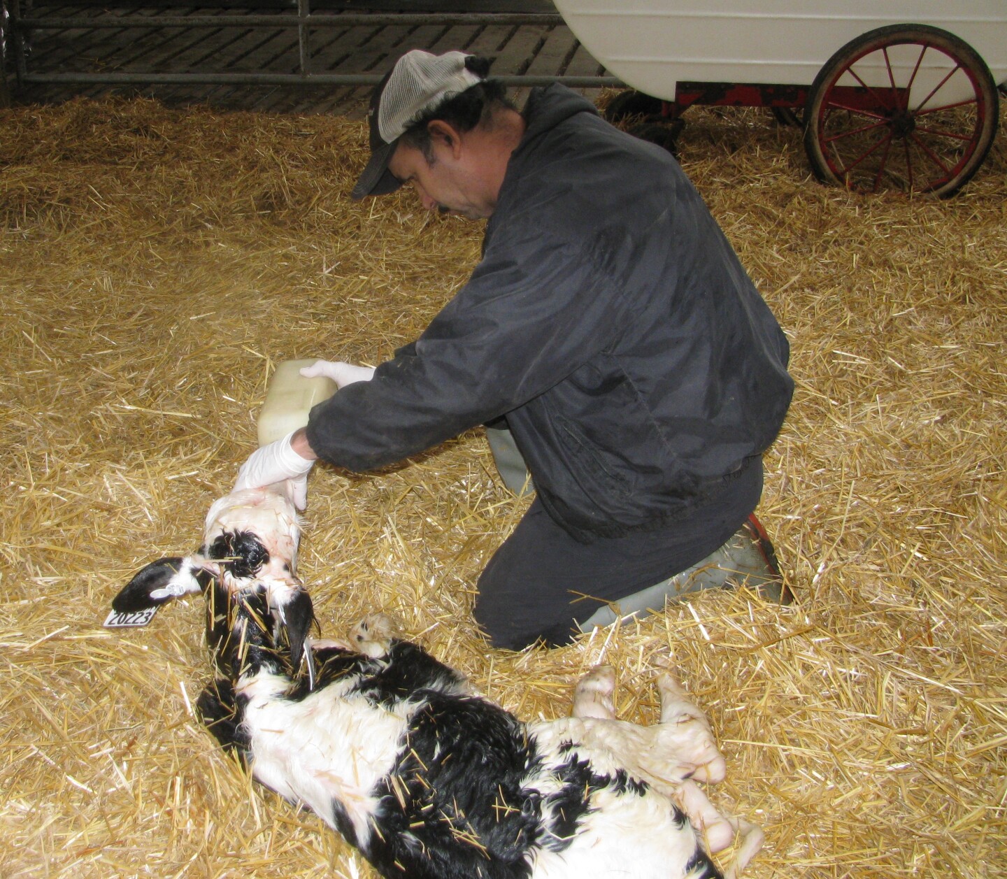 colostrumfeeding.jpg