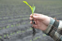 USDA issued its first weekly Crop Progress report of the year Monday. USDA's NASS showed winter wheat conditions are in line with trade expectations, as well as where the 2021 planting season has already started. 