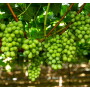 Fresh Farms