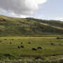 R-CALF plans "formal objections" to checkoff decision.