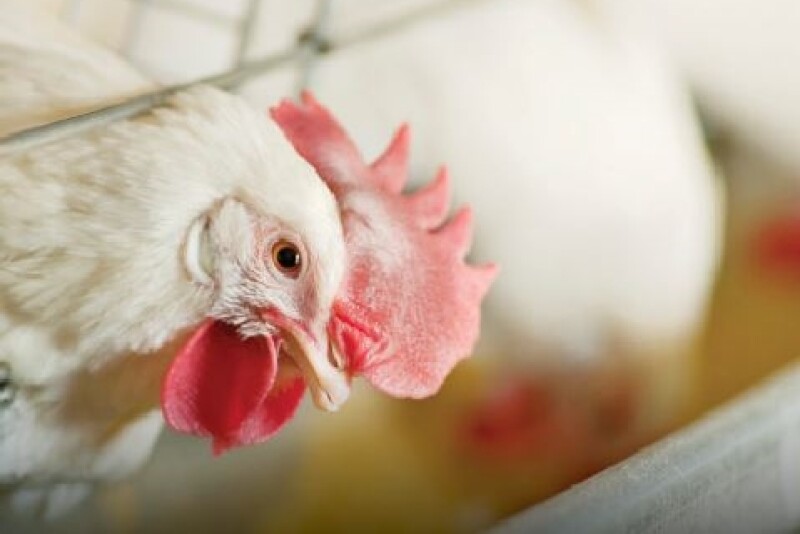 poultry chicken