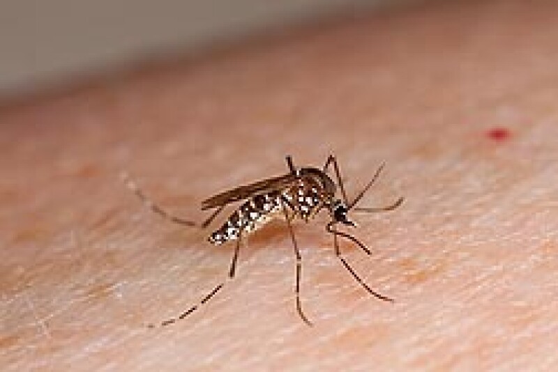 The mosquito Aedes aegypti can spread several diseases as it travels from person to person.