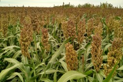 The trade headaches with China started even before the trade war for sorghum producers. Coming up on two years of a long export battle, National Sorghum Producers says they need new markets. 