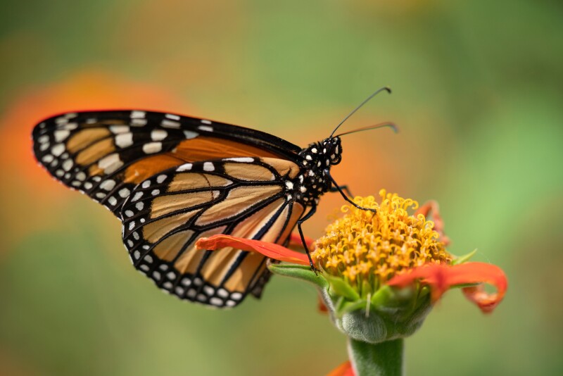 Monarch