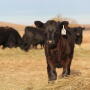 Ag markets will be affect by several issues.