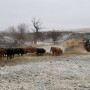 Winter feeding