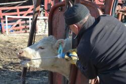 Routine and continued use of anthelmintics have created resistance in some populations of internal parasites.