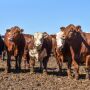 Feedlot