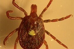 The lone star tick – one of the three primary human-biting tick species on Long Island examined in the study – is expanding its range and is the cause of Ehrichiosis.

