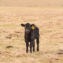 Angus calf