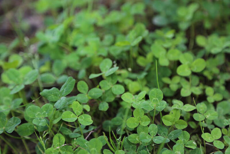 Clover