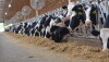 DT_Dairy_Cows_Bunk